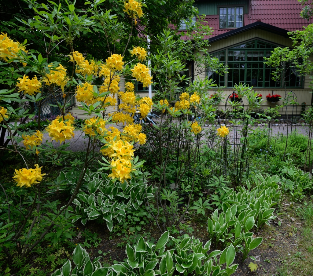Etualalla on pensas, jossa on keltaisia kukkia. Taustalla näkyy talo ja sen lasiveranta.