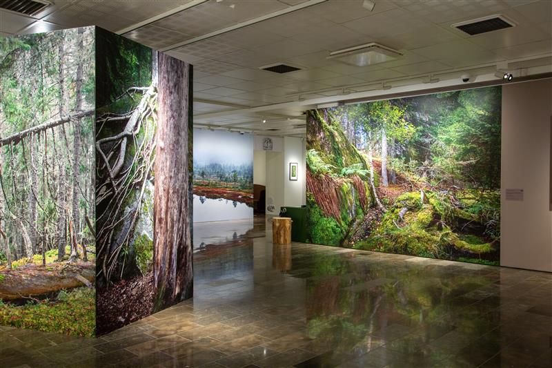 Näyttelytila, jossa on suuria, seinälle asennettuja valokuvia metsämaisemista. Kuvissa näkyy vehreitä puita, sammalta ja metsän pohjaa.